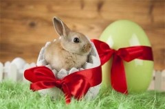 复活节兔子为什么可怕（复活节兔子的由来）