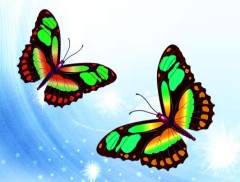 鼠绘一对漂亮彩色蝴蝶的PS教程